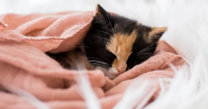 The Newborn Kitten Photoshoot I Did With A Rescue Kitten That Rescued My Sister!