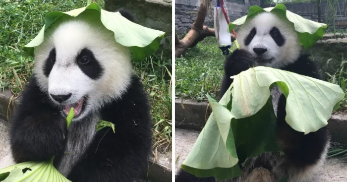 Hey Bored Pandas, Let Me Tell You How The Real Panda Babies Escape From The Blaze Of The Hot Sun