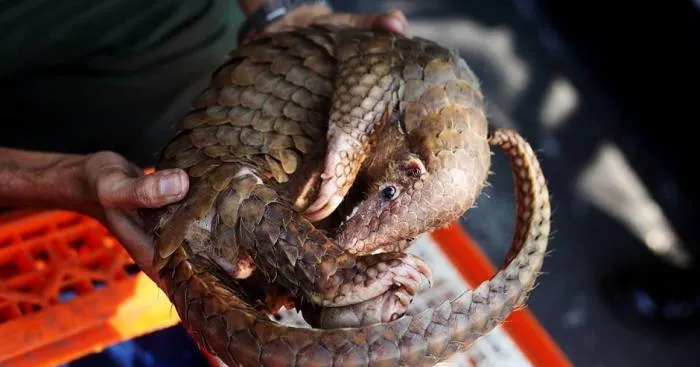 No Trade, No Killing: 200+ Muggled Pangolins Tracked Down In Indonesia