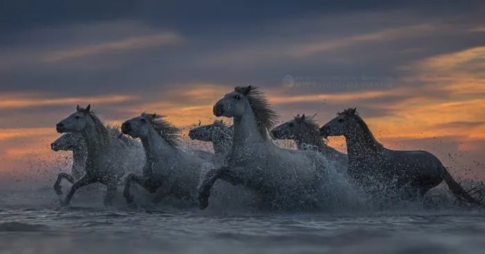I Photograph Horses Of The Sea