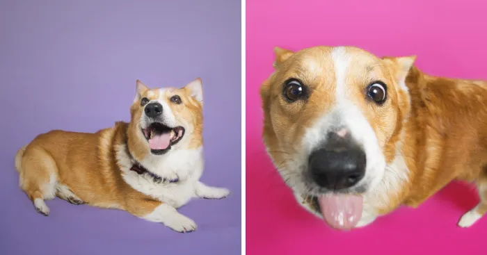 I Photographed Special Needs Corgis To Help Them Get Adopted