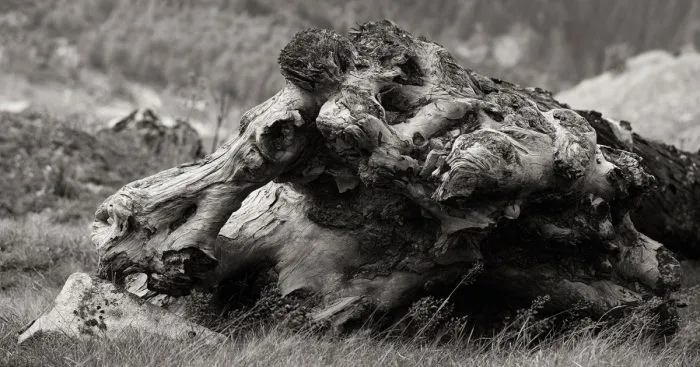Wooden Creatures Photo Series - Nature's Fantastical Shapes And Structures