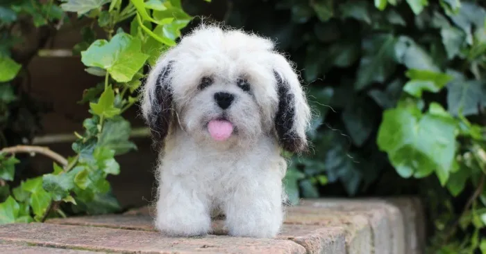 Needle Felted Art By Woolly Land
