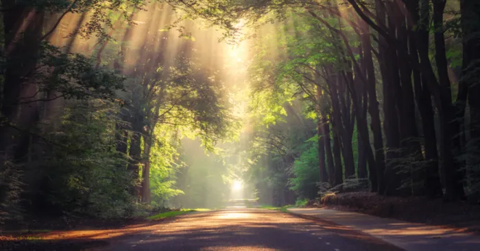 Collection Of Amazing Sunrays In The Forest In The Netherlands