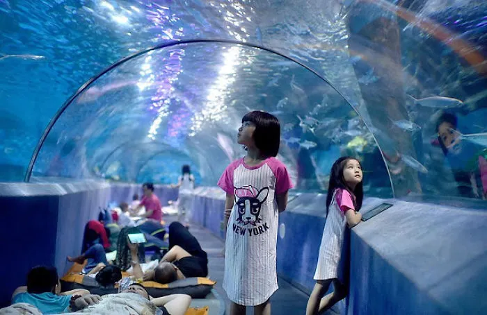 A Night With Marine Life: Do Fish Sleep? How Do Sea Creatures Spend The Night?