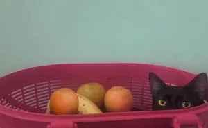 236 Times Pets Were Caught Red-Handed