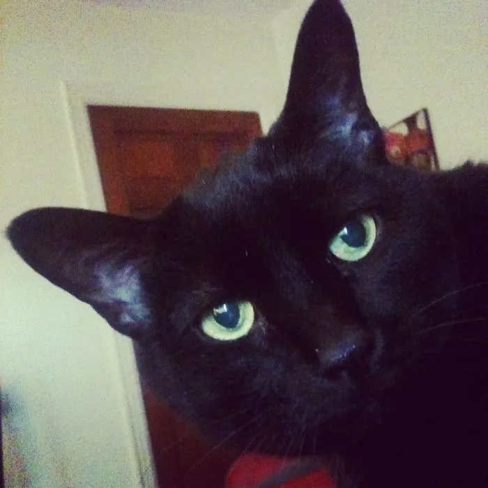 This Is Black Francis.  I Had Him For 17yrs.  One Day I Was Chilling On The Couch Messing With My Phone And He Popped In For The Pic.