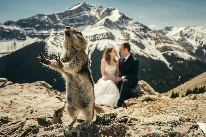 90 Of The Funniest Animal Photobombs Ever