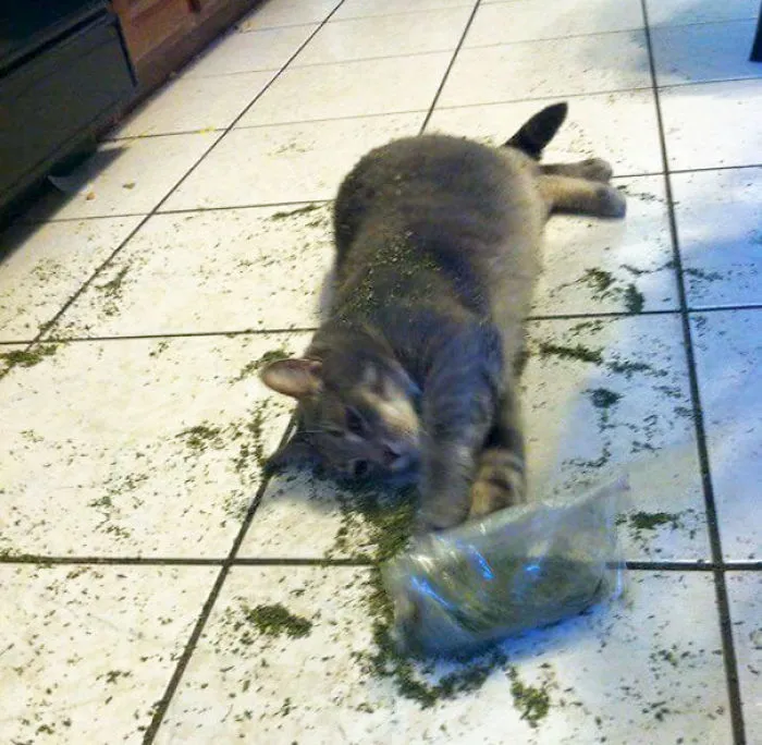 Got Into The Catnip