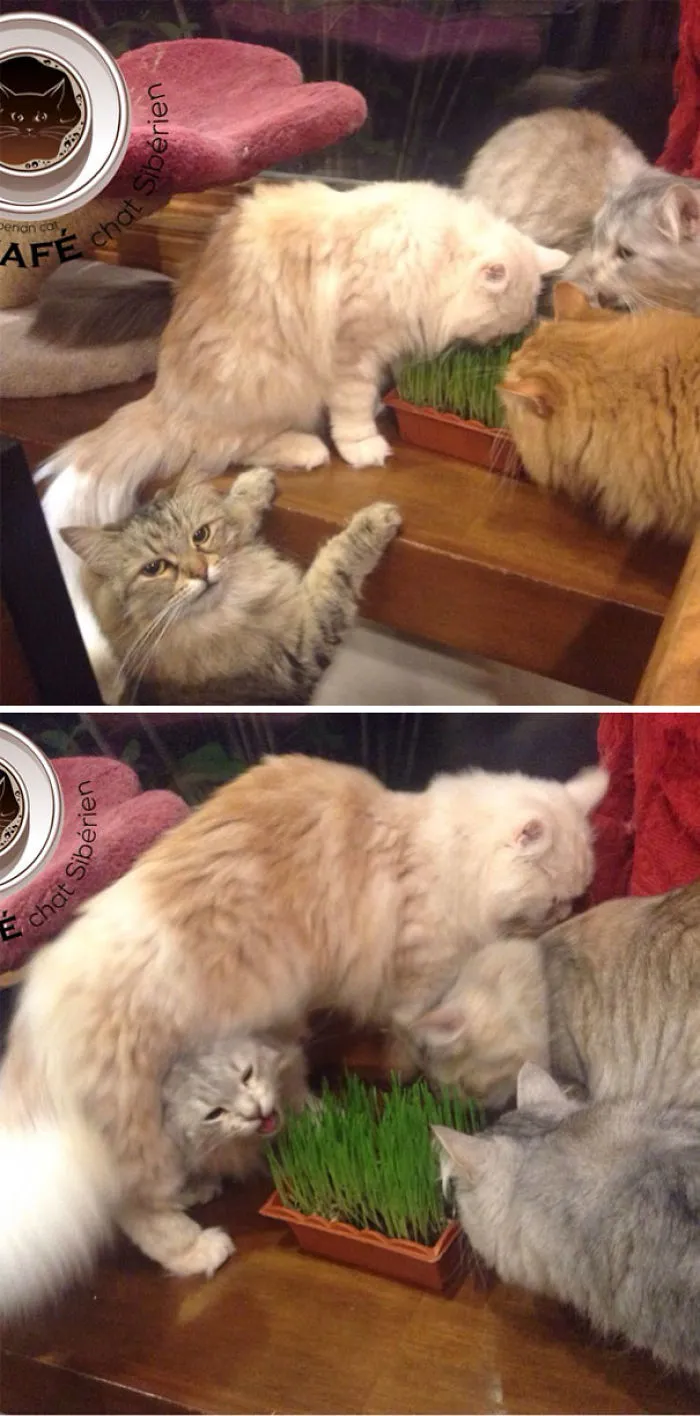 Catnip Party