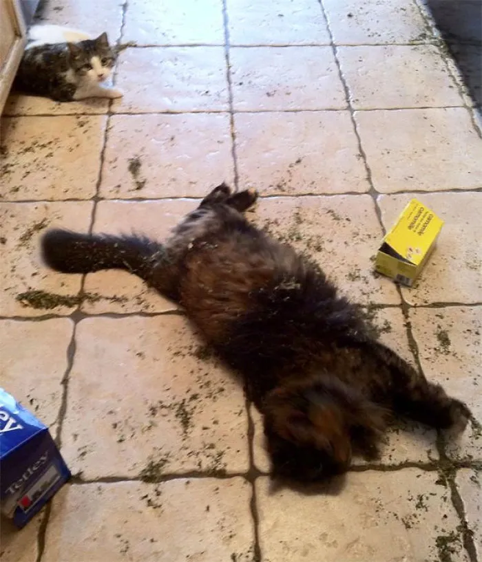 What Happens When You Leave Your Organic Tea On The Microwave.. That Contains Catnip