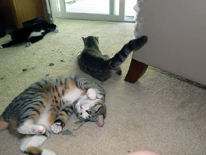 Junkie Cats
