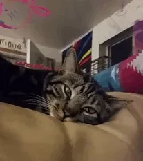 When The Catnip Kicks In