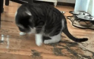 Catnip Overdose