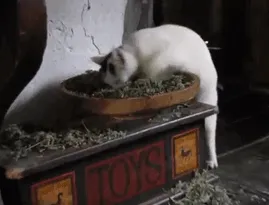 Too High