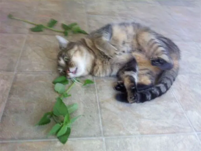 There Was Fresh Catnip At The Farmer's Market Last Week