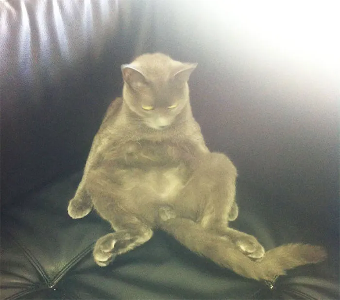 I Come Home Every Day From Work To Find My Roommate Sitting Like This On The Couch. High On Catnip Watching Daytime Television. He Doesn't Contribute Or Say Thank You For Anything. Not Sure How To Confront Him