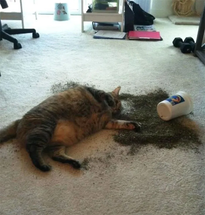 Catnip Party