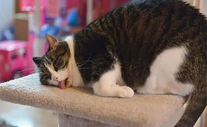 128 Times Cats Found Catnip, And Cat.exe Stopped Functioning