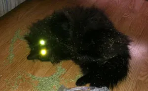 128 Times Cats Found Catnip, And Cat.exe Stopped Functioning