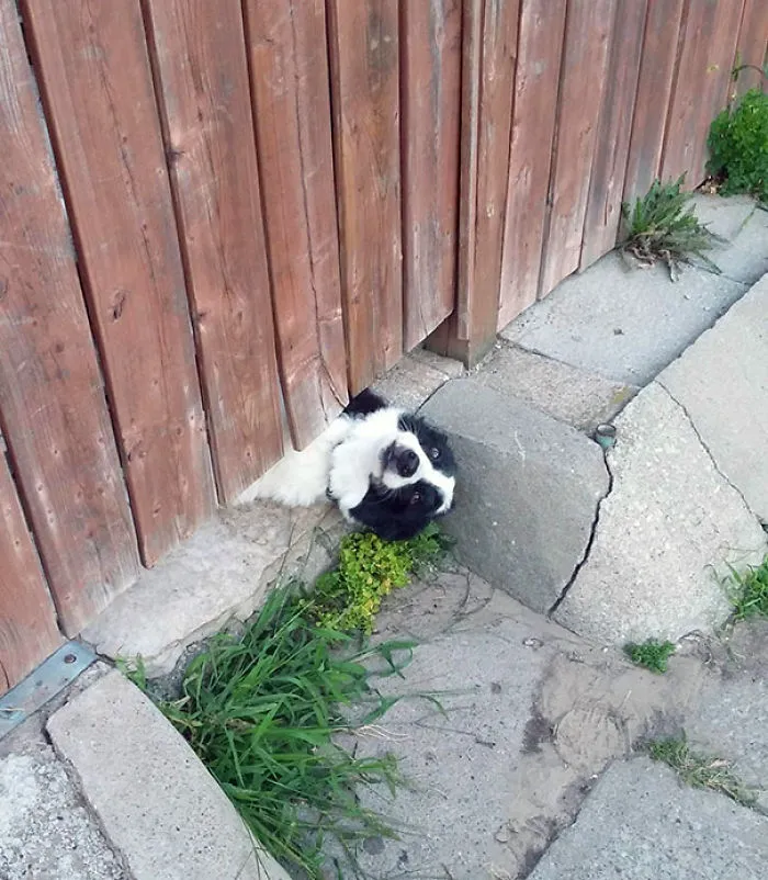 Así llama la atención el perro de mis vecinos