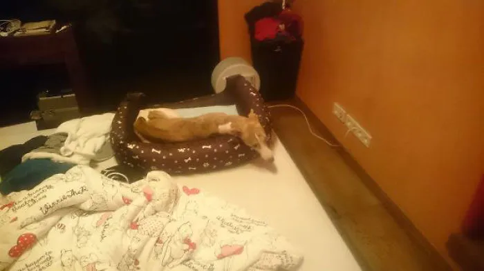 No le dejamos dormir en nuestra cama y ha conseguido subir su propia cama sobre la nuestra para dormir con nosotros