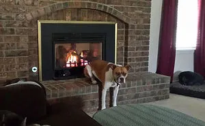 50 Hilarious Pics Of Dogs Acting Weird