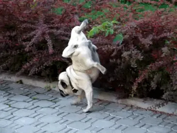 No lo hemos entrenado, es su procedimiento normal para mear