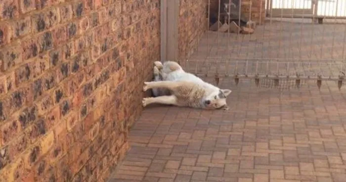 50 Hilarious Pics Of Dogs Acting Weird