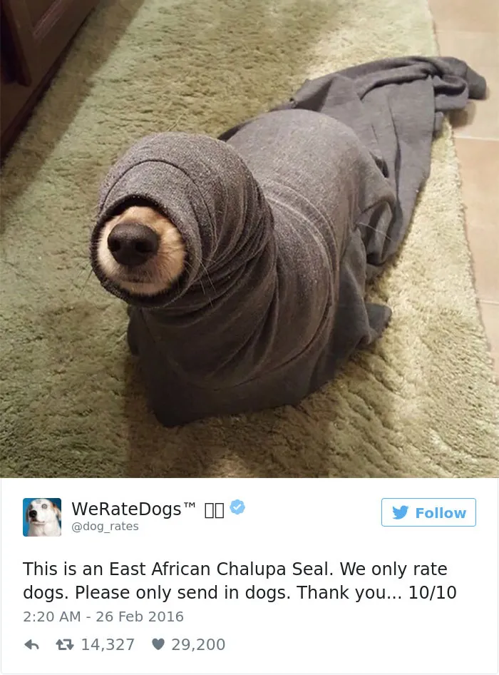 41 Times People Failed To Send Dog Pics To 'We Rate Dogs' Twitter