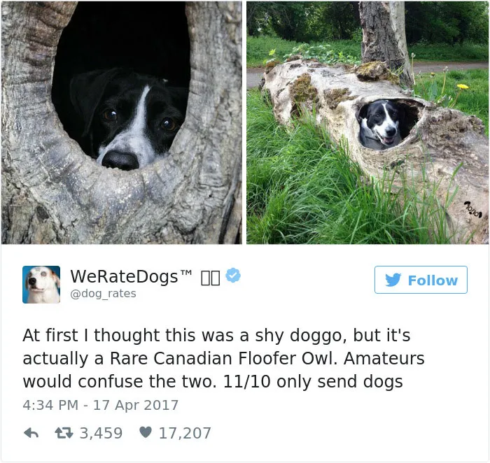 41 Times People Failed To Send Dog Pics To 'We Rate Dogs' Twitter