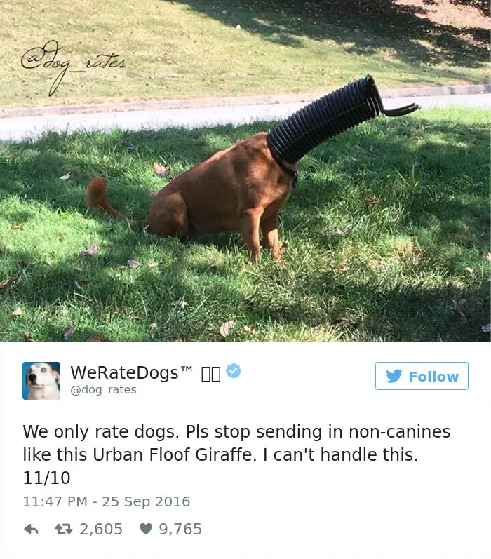 41 Times People Failed To Send Dog Pics To 'We Rate Dogs' Twitter