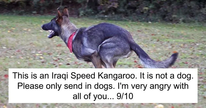 41 Times People Failed To Send Dog Pics To 'We Rate Dogs' Twitter
