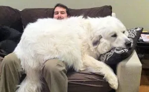 41 Times People Failed To Send Dog Pics To 'We Rate Dogs' Twitter