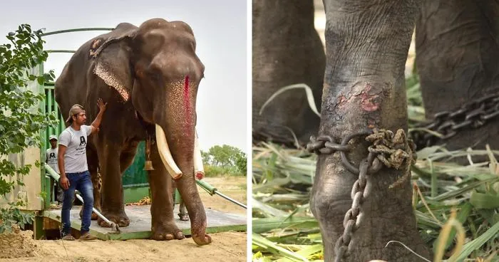 Elephant, Who Was Abused For 50 Years And Lived In Chains, Is Finally Freed By Wildlife Sos