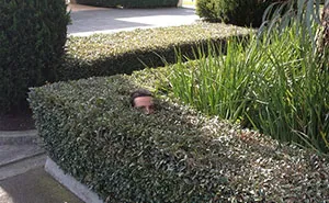 Gardener Sends Photos Of Himself At Work To His Friend, He Uploads Them Online And They Go Viral