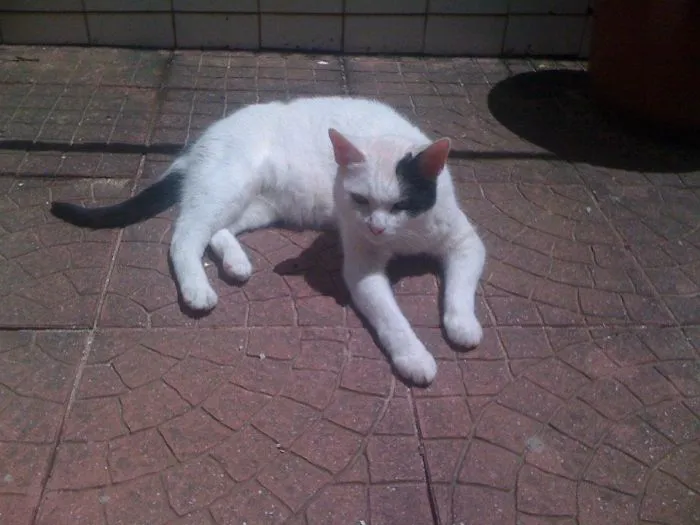 Sun Lover
