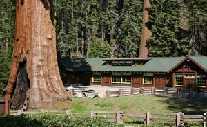 Mayor Cuts Down Man's 30-Year-Old Tree, He Revenges Him In The Best Possible Way (UPDATE)