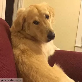 10+ Amazing Funny And Smart Dogs Gifs+video