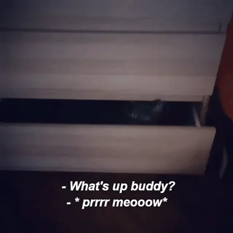 My Cat Got Busted