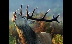 Beautiful Animals In World