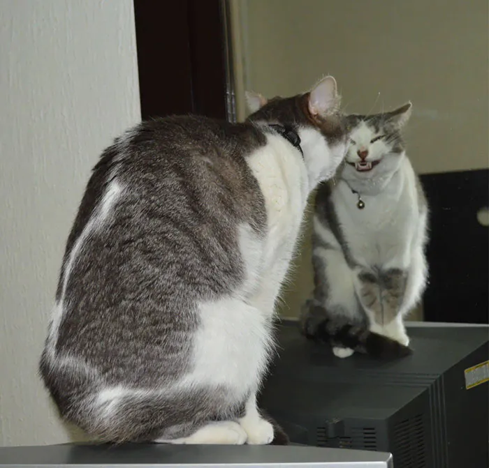 Mi gato hace esto