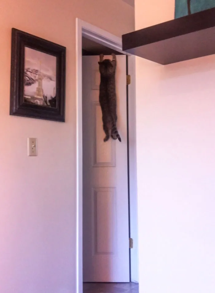 My Wife Just Texted Me This Picture Of Our Cat