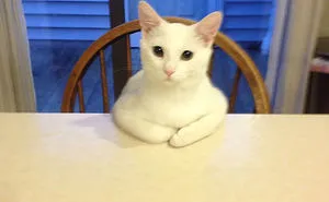 People Are Sharing Pics Of Their Cats Acting Weird (Add Yours)