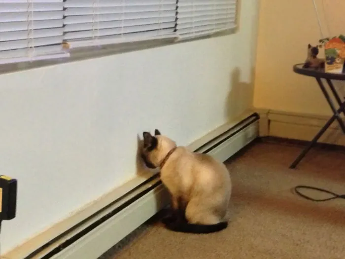 My Cat Has Been Like This For 30 Minutes Now. The Heater Is Not On So I Have No Idea