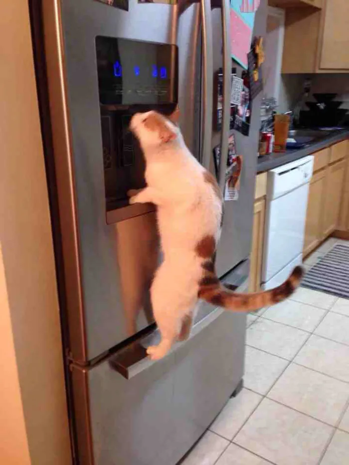 My Friend's Cat Recently Started Doing This If You Don't Get Her Fresh Water Fast Enough