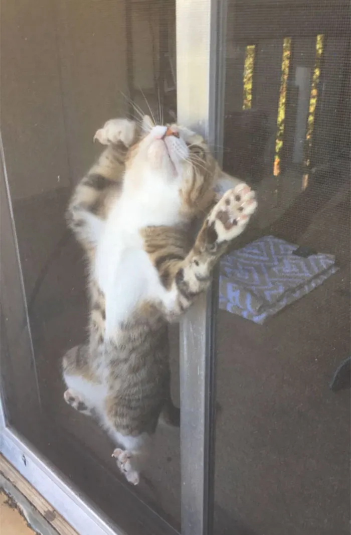 My Cat Is Weird