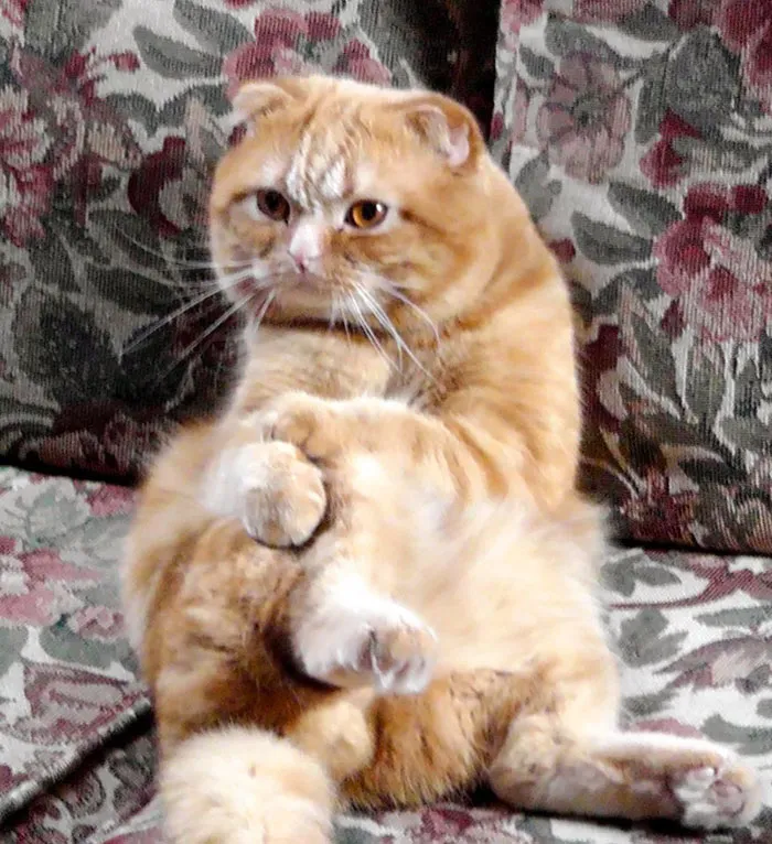My Brother's Cat Sits Like He Is Your Psychologist