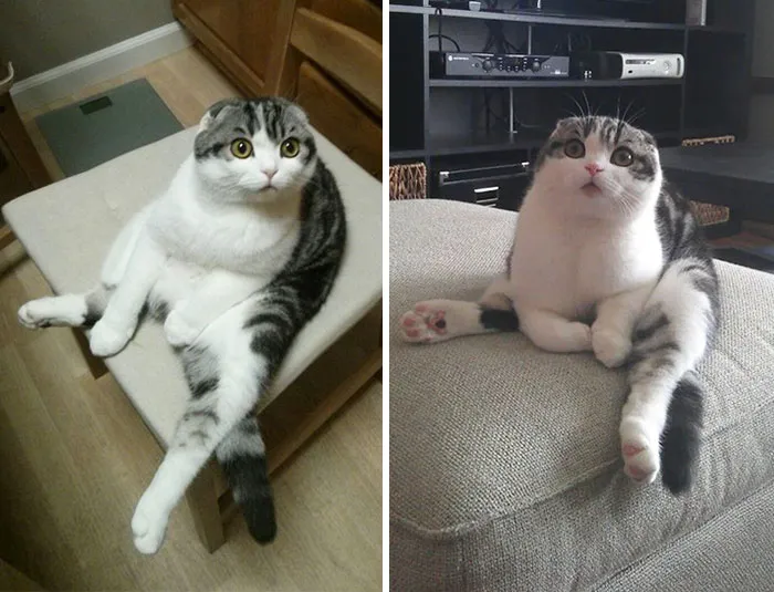 My Cat Always Sits On His Butt