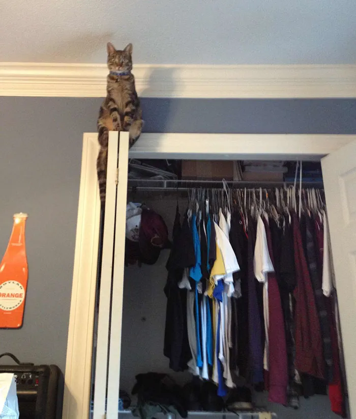Woke Up To Find My Cat Staring At Me Like This